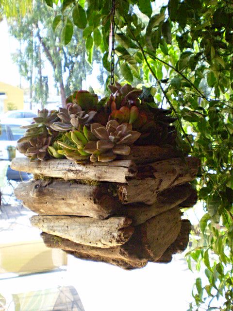 Décorer un tronc avec des plantes grasses