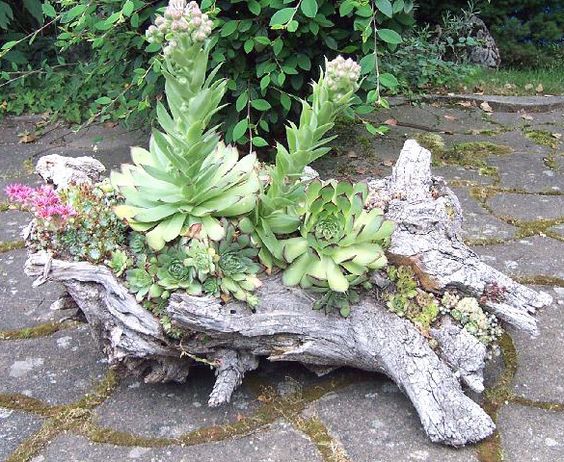 decorazion con piante grasse 17