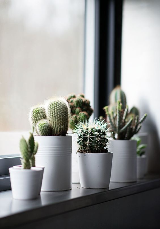 decorare con dei cactus 1