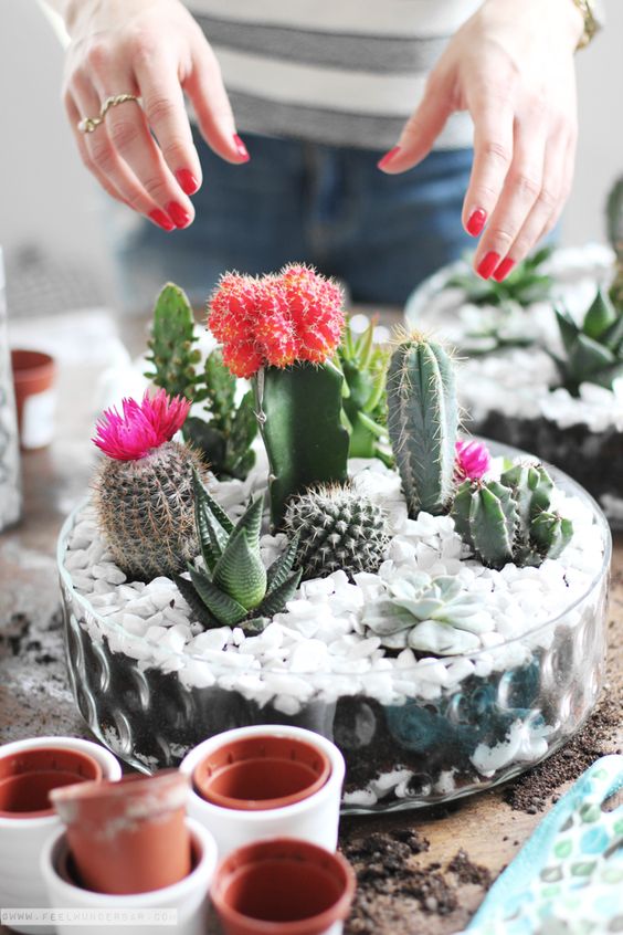 piccoli cactus