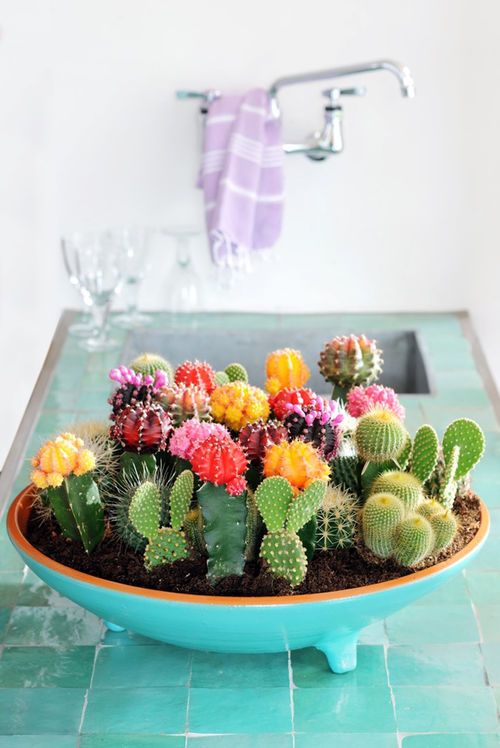 decorare con dei cactus 11