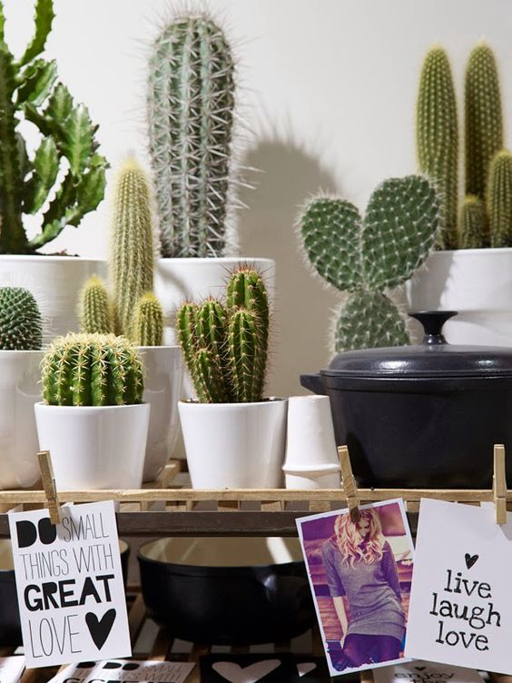 decorare con dei cactus 13