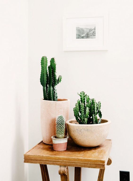 petits cactus pour décorer la maison
