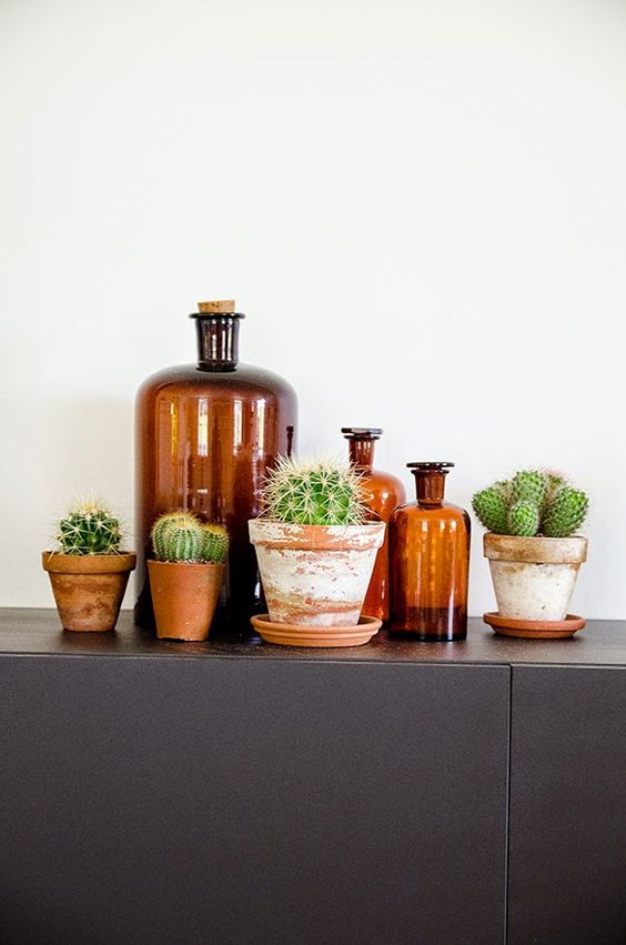 piccoli cactus