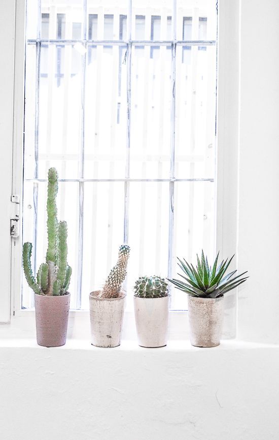 petits cactus pour décorer la maison