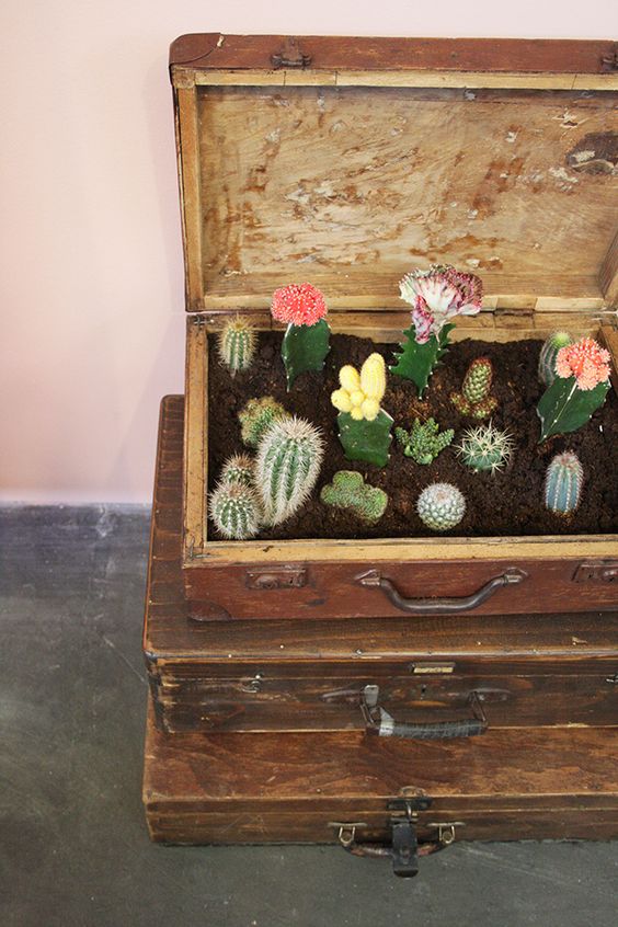 piccoli cactus