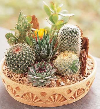 decorare con dei cactus 19
