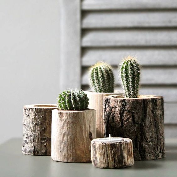 decorare con dei cactus 2
