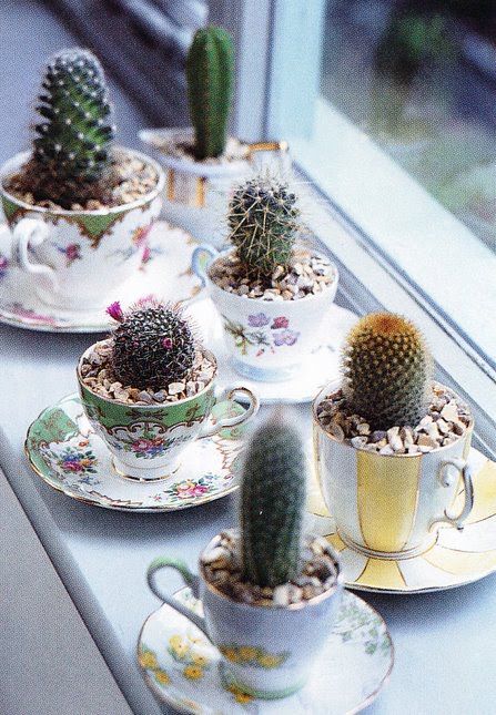 petits cactus pour décorer la maison