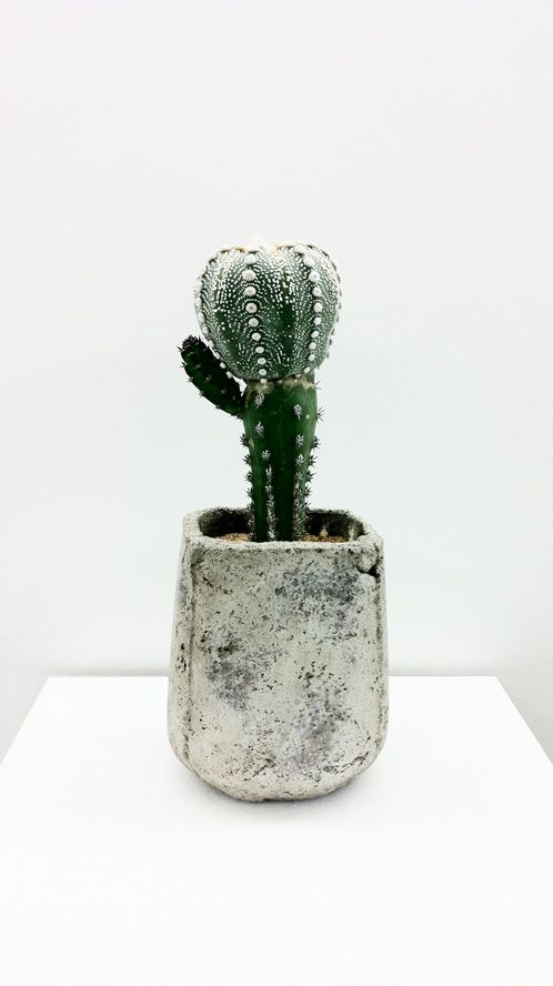 decorare con dei cactus 3