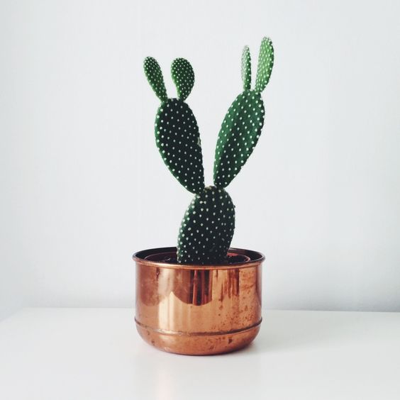 decorare con dei cactus 4