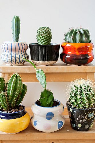 decorare con dei cactus 5