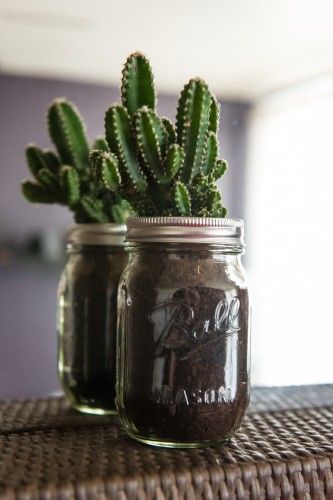 decorare con dei cactus 7