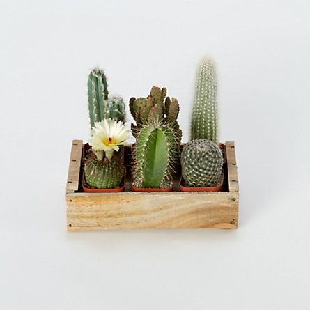 decorare con dei cactus 8