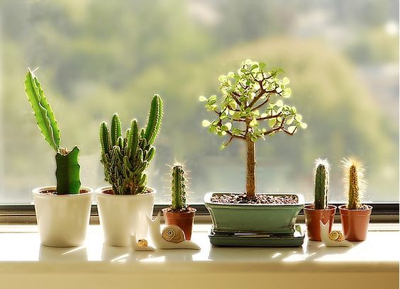 decorare con dei cactus 9
