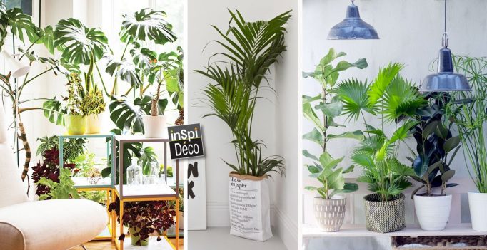 deco plantes interieur