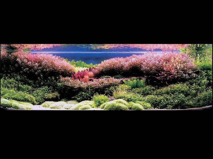 decorazioni acquario originali 17