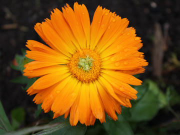 Plantes anti-moustiques