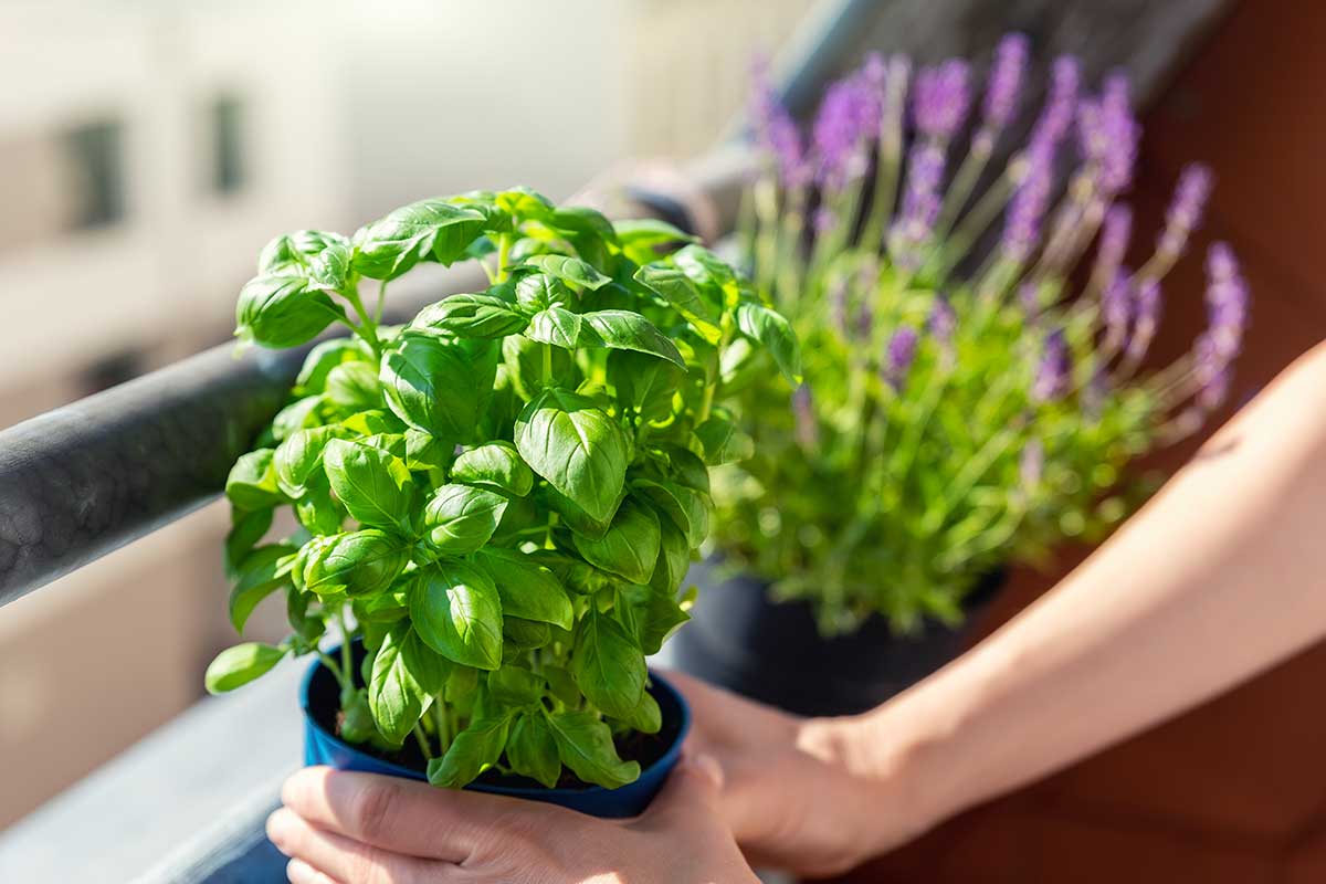 Plantes anti-moustiques