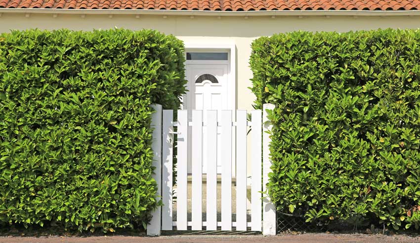 haie de jardin réaliser avec laurier.