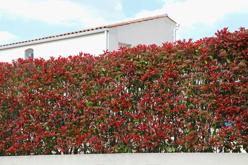 Arbustes pour haie de jardin le photinia.