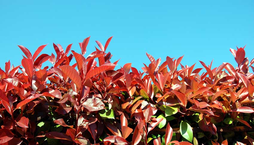 Arbustes pour haie de jardin le photinia.