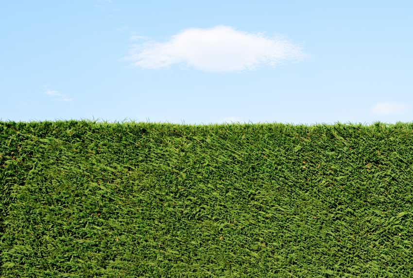 haie de jardin avec cyprès de Leyland.