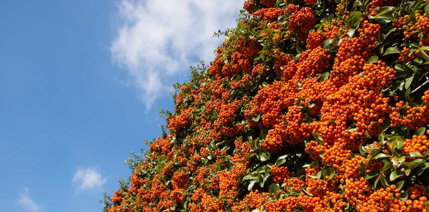 arbustes pour haie de jardin