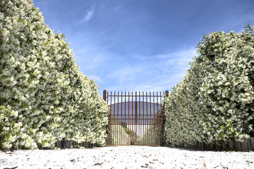 grande haie de jardin avec le jasmin.