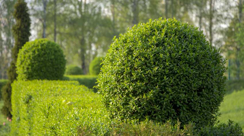 Arbustes pour haie de jardin occultante.