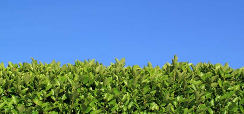 Arbustes pour haie de jardin occultante le troène.