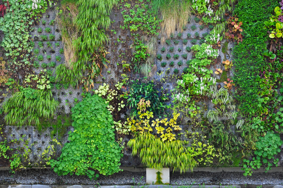 Magnifique jardin vertical extérieur. 