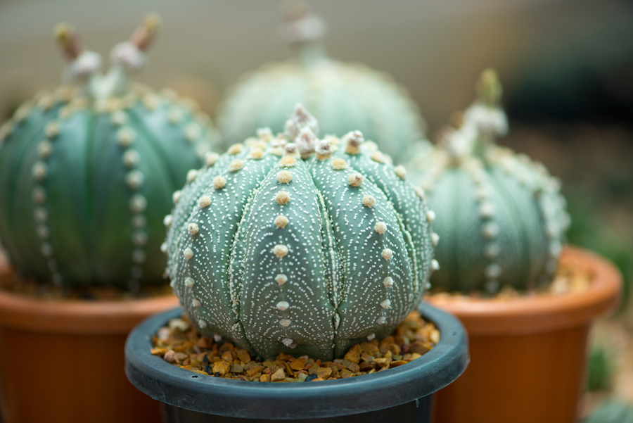 Petit cactus rond dans un pot en plastique.