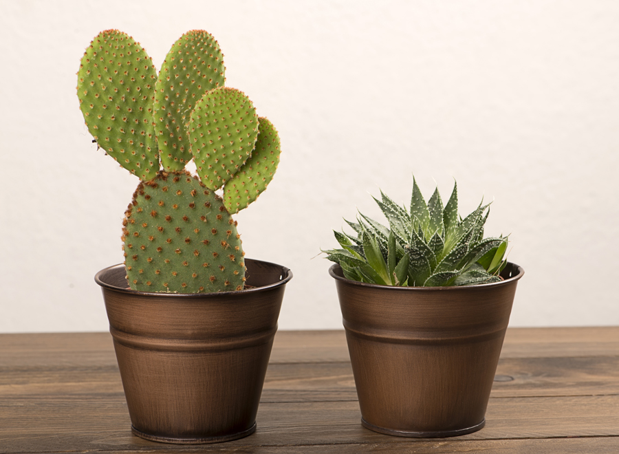 2 pots avec cactus et succulentes.