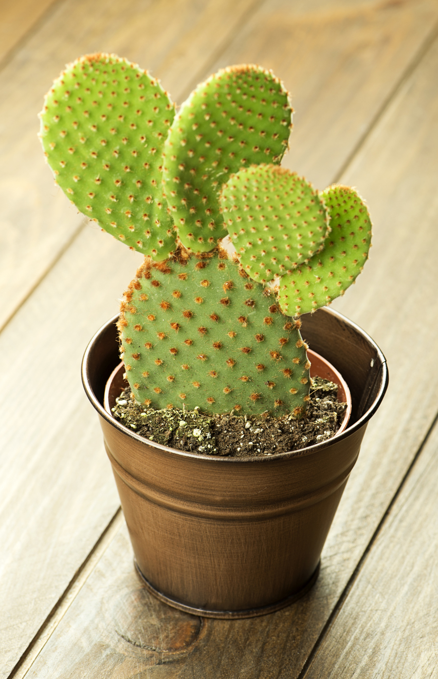 Très joli cactus dans un pot en métal.