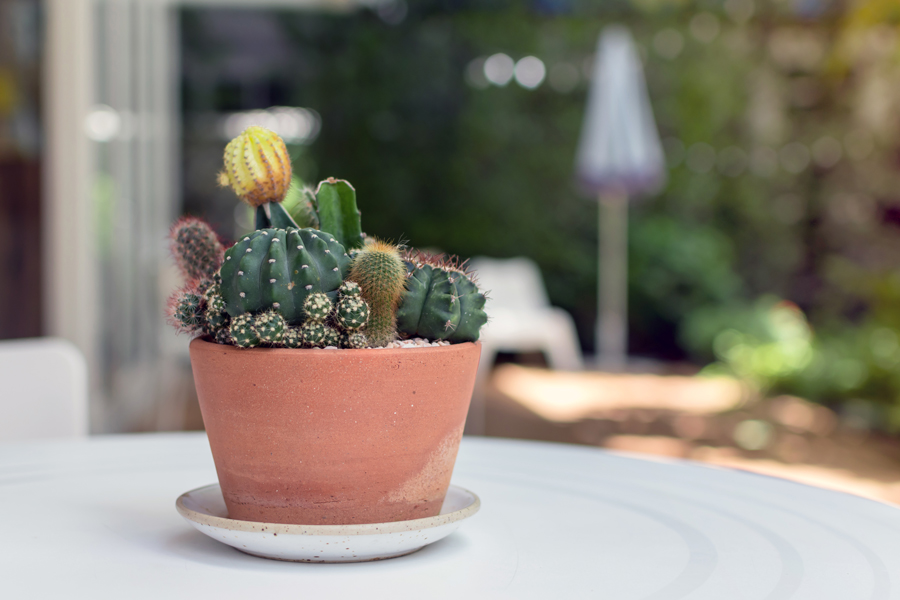 Composition de cactus dans un vase en terre cuite.