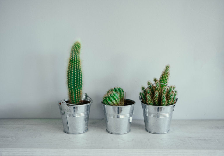 Un cactus en vase pour décorer la belle saison! 13 inspirations