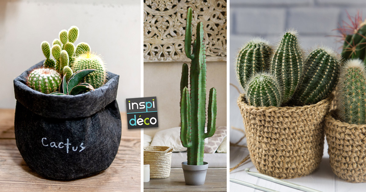 cactus en vase pour décorer la belle saison