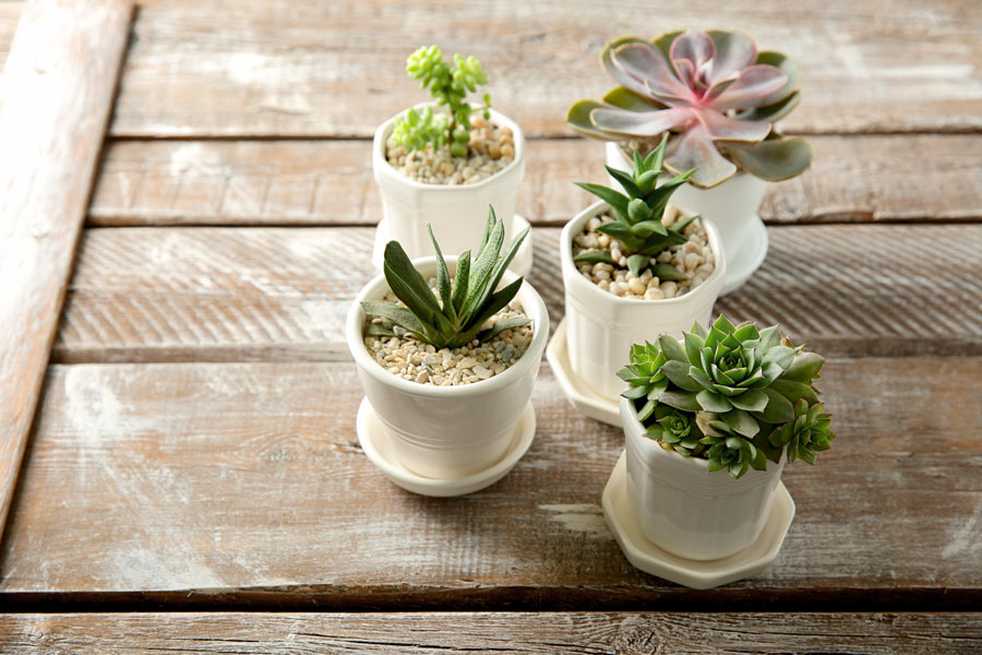 Petits pots avec des plantes grasses pour décorer au printemps.