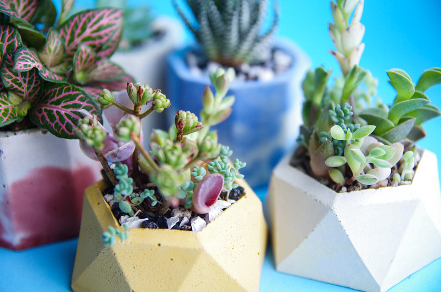 Compositions de plantes grasses dans des petits pots en ciment.