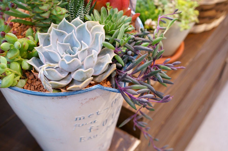 Plantes grasses en pot.