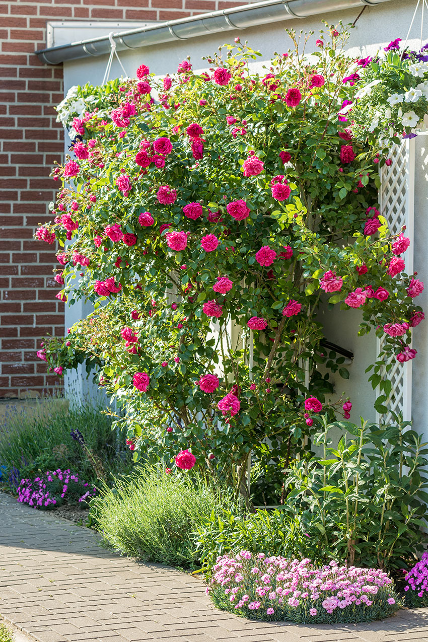 Superbe rosier dans le jardin.