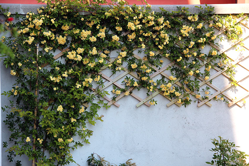 Roses grimpantes jaunes sur pergola.