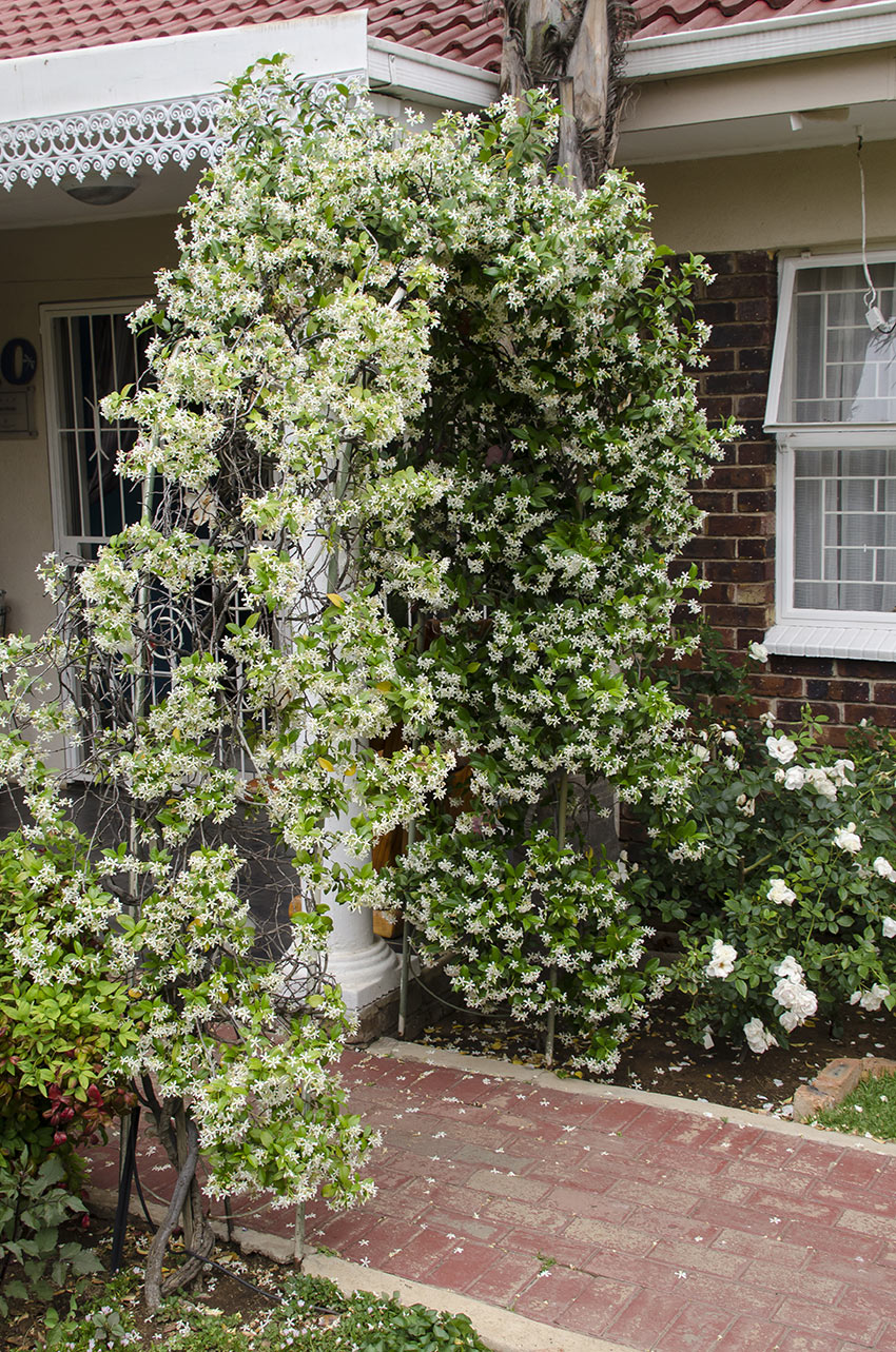 Arc de jardin avec du jasmin, très jolie plante grimpante pour le jardin.