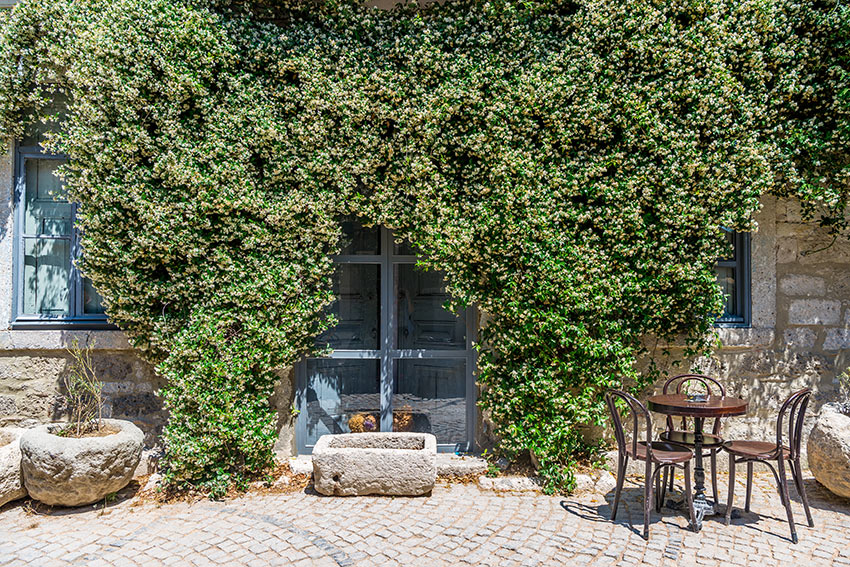 Façade d'une maison avec plantes grimpantes de Jasmin.