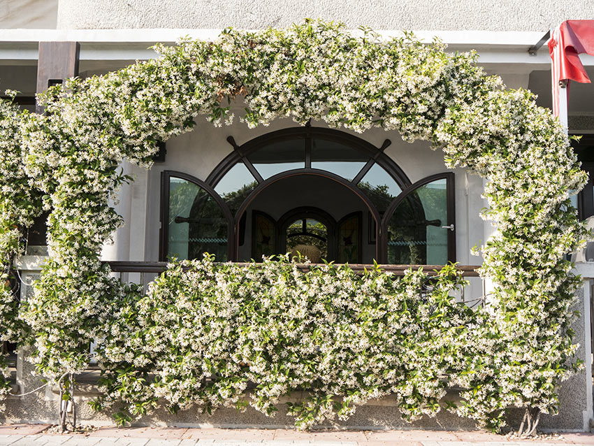 Décoration d'un balcon avec du Jasmin.