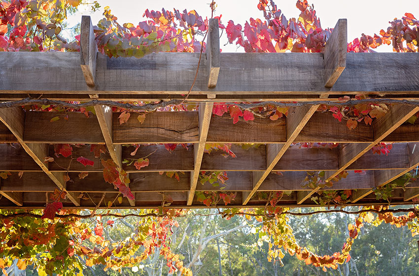 Pergola avec des plants de vigne.