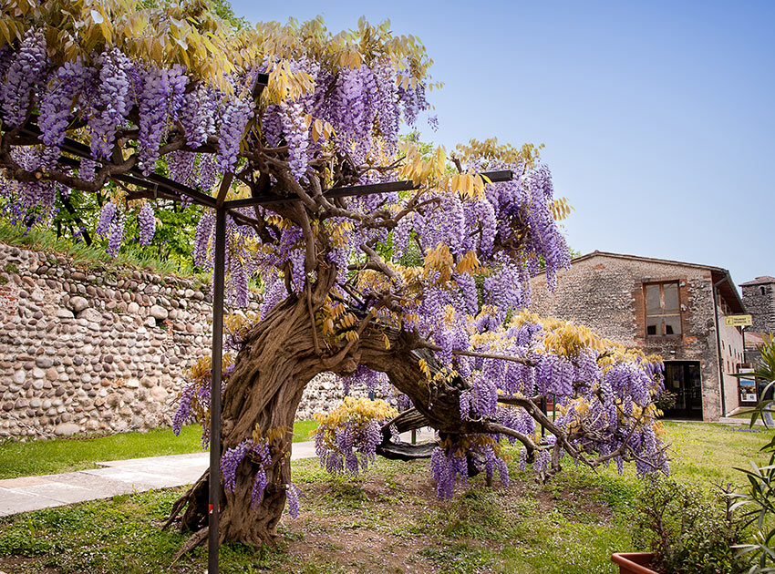 Arbre de glycine avec pergola dans le jardin.