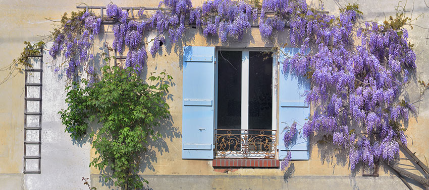 Glycine grimpant sur façade d'une maison.