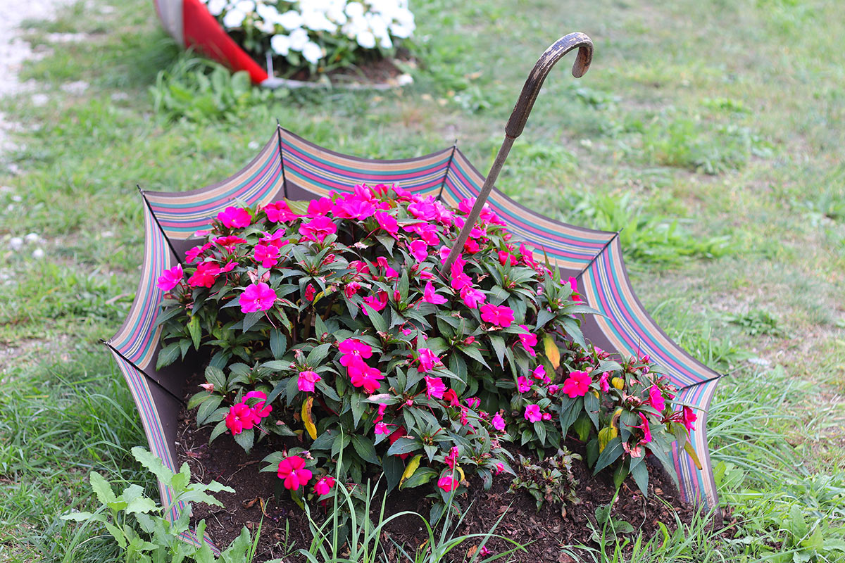 vieux parapluie devient un bac à fleurs dans le jardin